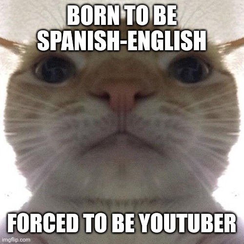 Staring Cat/Gusic | BORN TO BE SPANISH-ENGLISH FORCED TO BE YOUTUBER | image tagged in staring cat/gusic | made w/ Imgflip meme maker