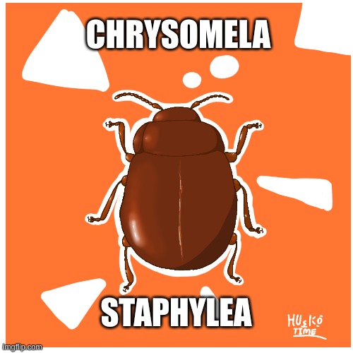 bug of the day pt.2: Chrysomela staphylea | CHRYSOMELA; STAPHYLEA | image tagged in insect,art | made w/ Imgflip meme maker
