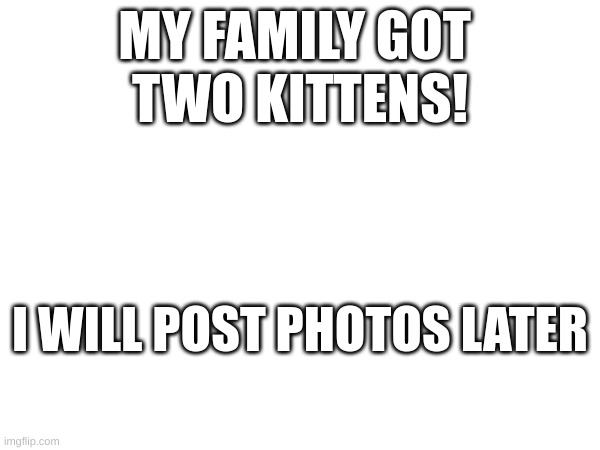 their names are Cupcake and Muffin | MY FAMILY GOT 
TWO KITTENS! I WILL POST PHOTOS LATER | image tagged in cats,cute kittens | made w/ Imgflip meme maker
