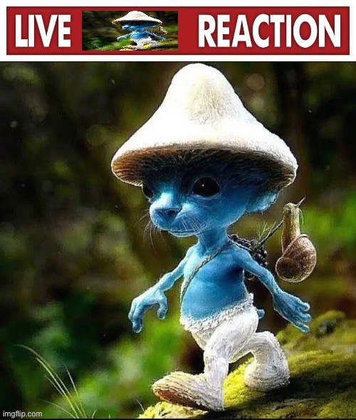 live smurf reaction | image tagged in live smurf reaction | made w/ Imgflip meme maker