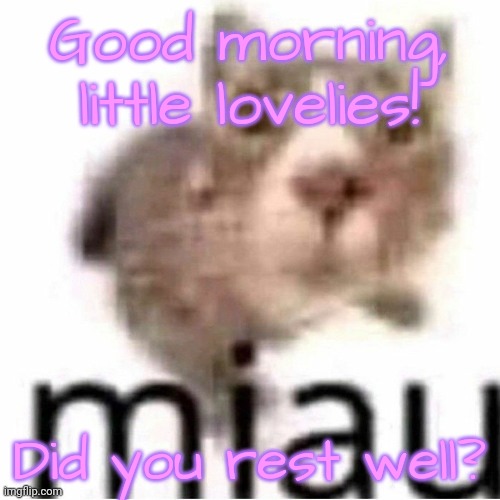 miau | Good morning, little lovelies! Did you rest well? | image tagged in miau,lovelies | made w/ Imgflip meme maker