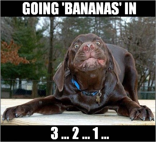 Dog Owners Should Know This Look ! | GOING 'BANANAS' IN; 3 ... 2 ... 1 ... | image tagged in dogs,that look,bananas | made w/ Imgflip meme maker