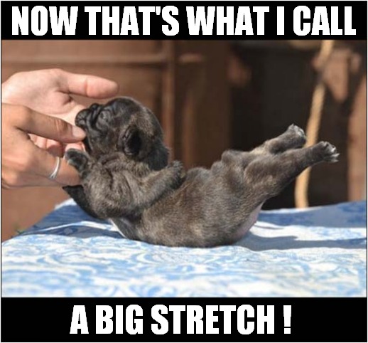 Remember To Warm Up Before Exercising ! | NOW THAT'S WHAT I CALL; A BIG STRETCH ! | image tagged in dogs,stretch,exercise | made w/ Imgflip meme maker
