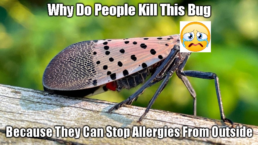 Lantern flies can stop bad allergies | Why Do People Kill This Bug; Because They Can Stop Allergies From Outside | image tagged in good,bugs | made w/ Imgflip meme maker