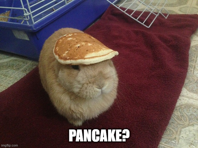 Pancake | PANCAKE? | image tagged in bunny | made w/ Imgflip meme maker