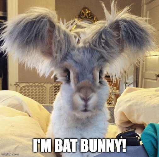 The Dark Bunny | I'M BAT BUNNY! | image tagged in bunnies | made w/ Imgflip meme maker