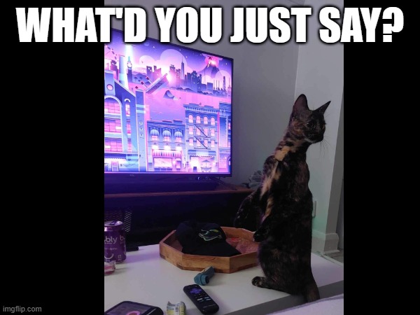 Standing cat | WHAT'D YOU JUST SAY? | image tagged in funny | made w/ Imgflip meme maker
