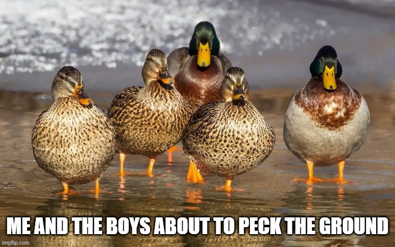 Duck and the Boys | ME AND THE BOYS ABOUT TO PECK THE GROUND | image tagged in ducks | made w/ Imgflip meme maker