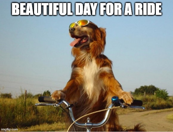 Dog Ride | BEAUTIFUL DAY FOR A RIDE | image tagged in funny dog | made w/ Imgflip meme maker