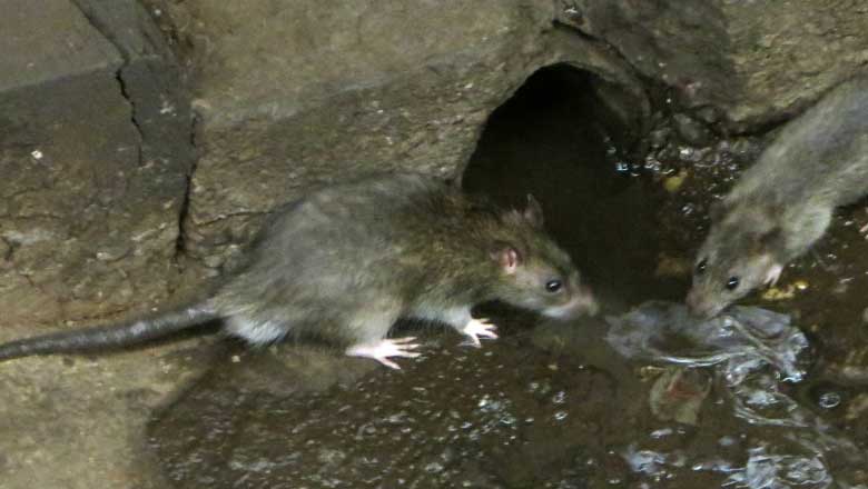 High Quality sewer rats Blank Meme Template