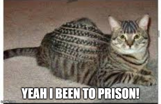 Braided | YEAH I BEEN TO PRISON! | image tagged in funny cat | made w/ Imgflip meme maker