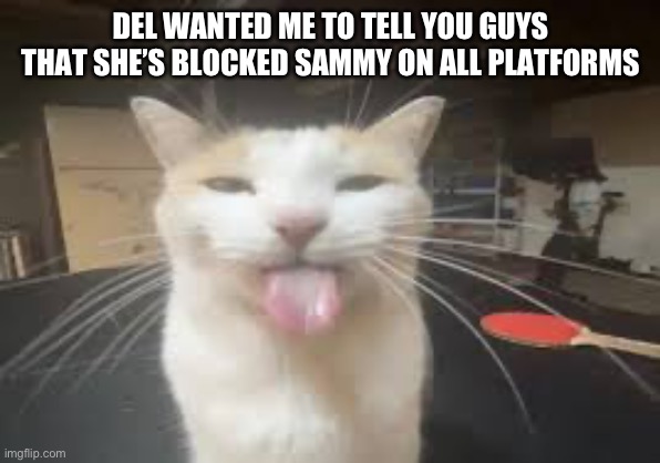 Cat | DEL WANTED ME TO TELL YOU GUYS THAT SHE’S BLOCKED SAMMY ON ALL PLATFORMS | image tagged in cat | made w/ Imgflip meme maker