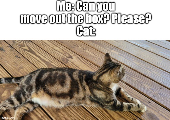 Cats are like this, from what I hear. | Me: Can you move out the box? Please?
Cat: | image tagged in no cat | made w/ Imgflip meme maker