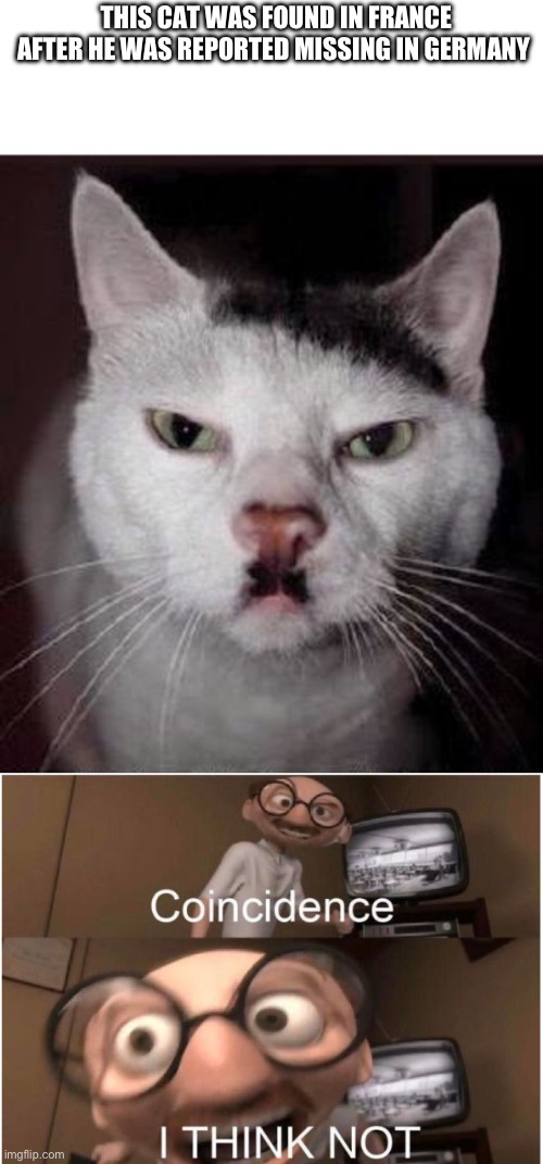 THIS CAT WAS FOUND IN FRANCE AFTER HE WAS REPORTED MISSING IN GERMANY | image tagged in hail kitler,coincidence i think not | made w/ Imgflip meme maker