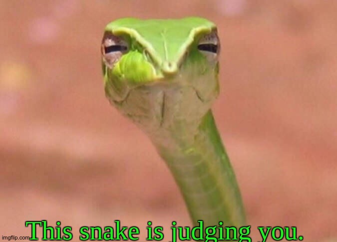 Judging quietly. | This snake is judging you. | image tagged in skeptical snake,snake judges | made w/ Imgflip meme maker