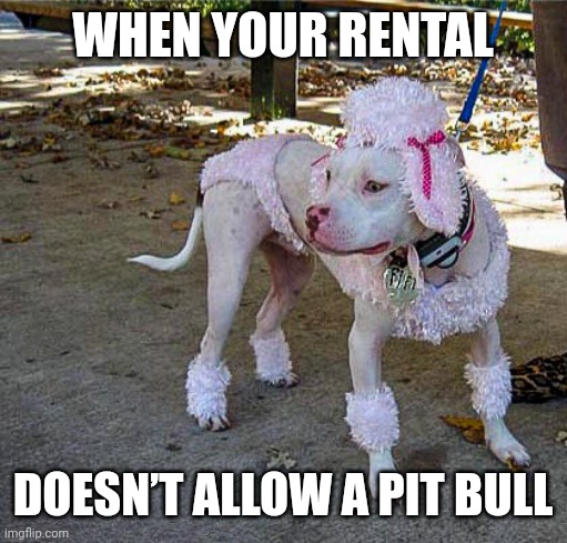 Pit Bull Camouflage | WHEN YOUR RENTAL; DOESN’T ALLOW A PIT BULL | image tagged in pit bull,pitbull,when your rental,pit bulls not allowed,poodle,camouflage | made w/ Imgflip meme maker