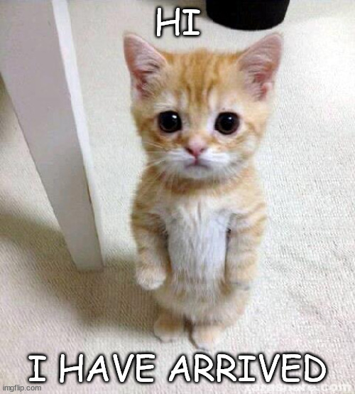 Cute Cat Meme | HI; I HAVE ARRIVED | image tagged in memes,cute cat | made w/ Imgflip meme maker