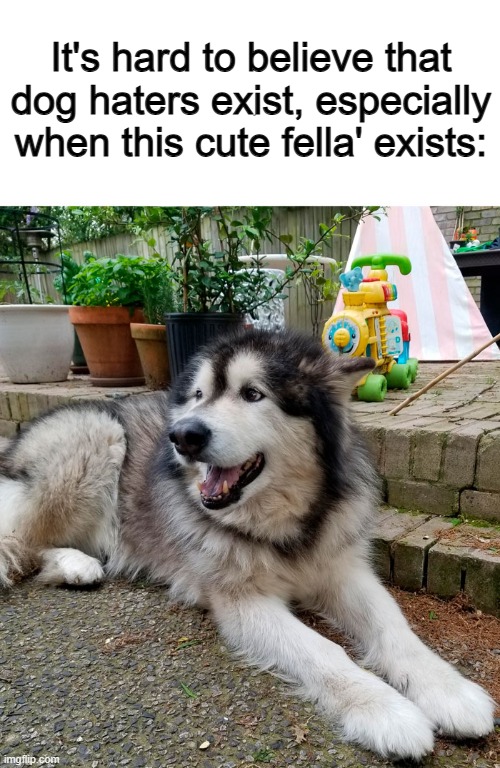 Woof lol | It's hard to believe that dog haters exist, especially when this cute fella' exists: | made w/ Imgflip meme maker