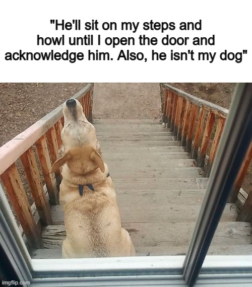 He's a rooster in dog-form, I suppose :] | "He'll sit on my steps and howl until I open the door and acknowledge him. Also, he isn't my dog" | made w/ Imgflip meme maker