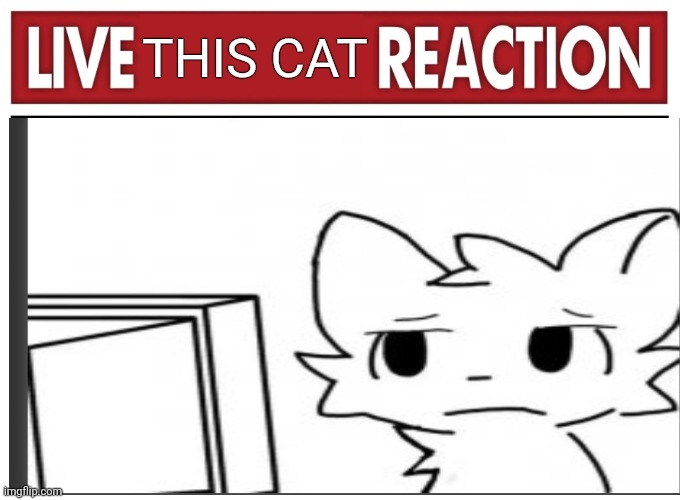 Live reaction | THIS CAT | image tagged in live reaction | made w/ Imgflip meme maker