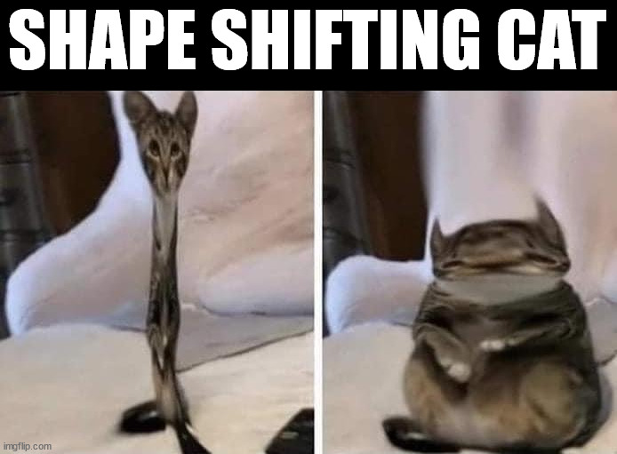 SHAPE SHIFTING CAT | made w/ Imgflip meme maker