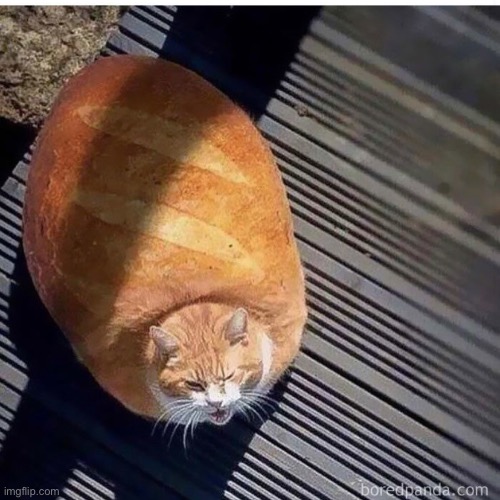 Loaf | image tagged in loaf | made w/ Imgflip meme maker