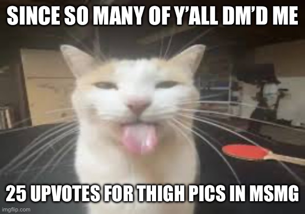 :troll: (Gnib Note: WE NEED MORE UPVOTEs) | SINCE SO MANY OF Y’ALL DM’D ME; 25 UPVOTES FOR THIGH PICS IN MSMG | image tagged in cat | made w/ Imgflip meme maker