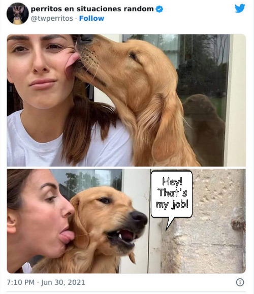 HaHaHa Doggie Surprised | Hey! That's my job! | image tagged in memes,middle school,dogs | made w/ Imgflip meme maker