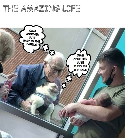 as the pack grows | THE AMAZING LIFE; OMG! ANOTHER CUTE BABY IN THE 
FAMILY! OMG! ANOTHER CUTE PUPPY IN THE PACK. | image tagged in memes,middle school,dogs,baby | made w/ Imgflip meme maker