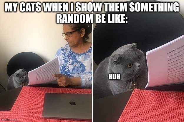 Woman showing paper to cat | MY CATS WHEN I SHOW THEM SOMETHING
RANDOM BE LIKE:; HUH | image tagged in woman showing paper to cat,cats,meme | made w/ Imgflip meme maker
