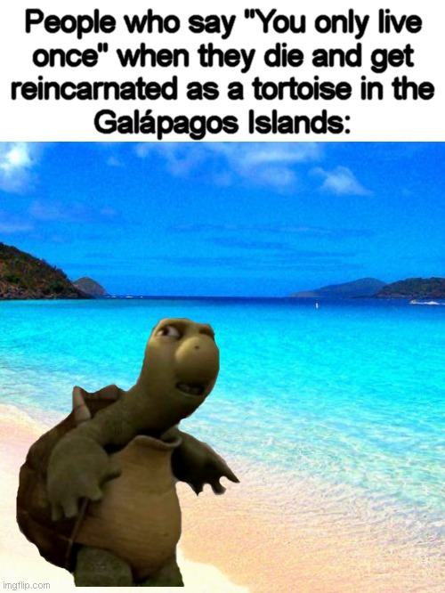 Death is different to all of us. | People who say "You only live
once" when they die and get
reincarnated as a tortoise in the
Galápagos Islands: | image tagged in beach,memes,yolo,what is this place | made w/ Imgflip meme maker