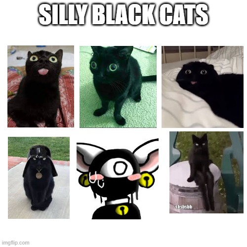 Silly Cats! ?‍⬛? | SILLY BLACK CATS | image tagged in memes,blank transparent square | made w/ Imgflip meme maker