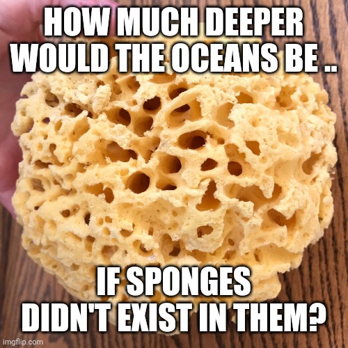 Sea Sponge | HOW MUCH DEEPER WOULD THE OCEANS BE .. IF SPONGES DIDN'T EXIST IN THEM? | image tagged in sea sponge | made w/ Imgflip meme maker