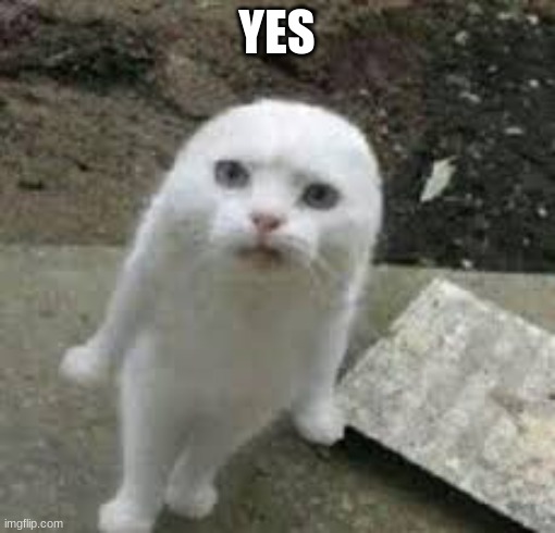 weird cat | YES | image tagged in weird cat | made w/ Imgflip meme maker