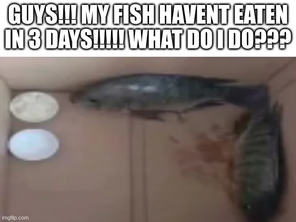 iam so worry :(((( | GUYS!!! MY FISH HAVENT EATEN IN 3 DAYS!!!!! WHAT DO I DO??? | image tagged in fish,sad,sad but true,don't worry be happy,that would be great,but thats none of my business | made w/ Imgflip meme maker