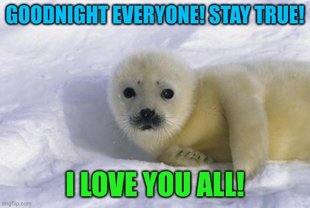 Baby seal | GOODNIGHT EVERYONE! STAY TRUE! I LOVE YOU ALL! | image tagged in baby seal | made w/ Imgflip meme maker