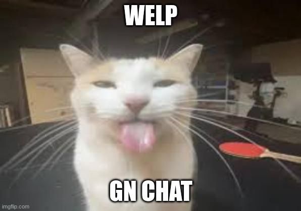 Cat | WELP; GN CHAT | image tagged in cat | made w/ Imgflip meme maker