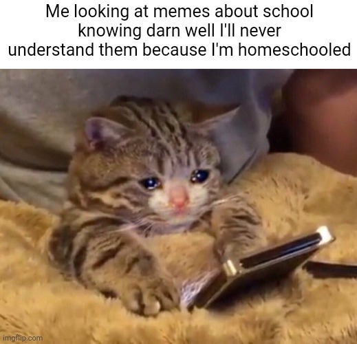 Any other homeschoolers? Anyone?? | Me looking at memes about school knowing darn well I'll never understand them because I'm homeschooled | image tagged in sad cat phone,homeschool,memes,sad cat | made w/ Imgflip meme maker