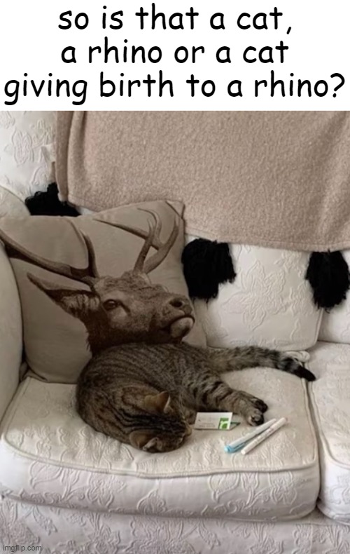 pure cat lore | so is that a cat, a rhino or a cat giving birth to a rhino? | image tagged in cats,funny,memes | made w/ Imgflip meme maker