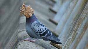 High Quality Pigeon and leaf Blank Meme Template