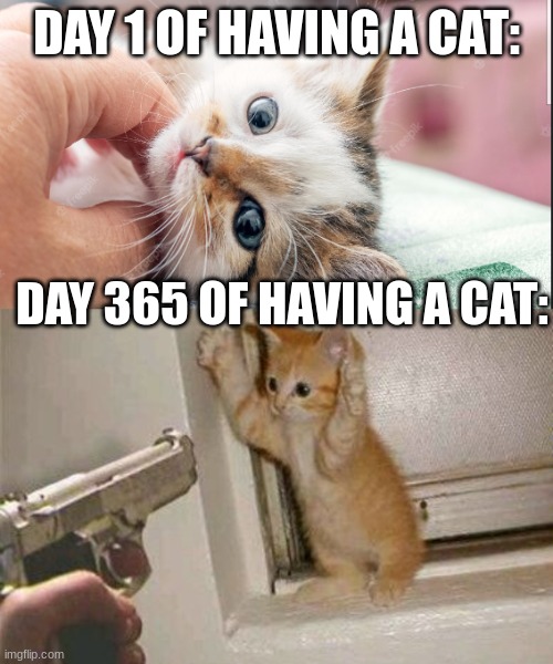 Having a cat be like: | DAY 1 OF HAVING A CAT:; DAY 365 OF HAVING A CAT: | image tagged in funny,relatable,cats,random,lol,lmao | made w/ Imgflip meme maker