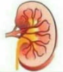 High Quality Kidney Blank Meme Template