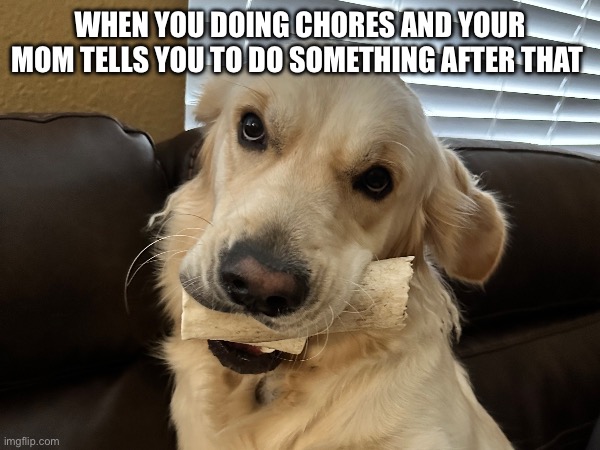 Bruh dog | WHEN YOU DOING CHORES AND YOUR MOM TELLS YOU TO DO SOMETHING AFTER THAT | image tagged in free,dog,funny,chores,mom,relatable | made w/ Imgflip meme maker