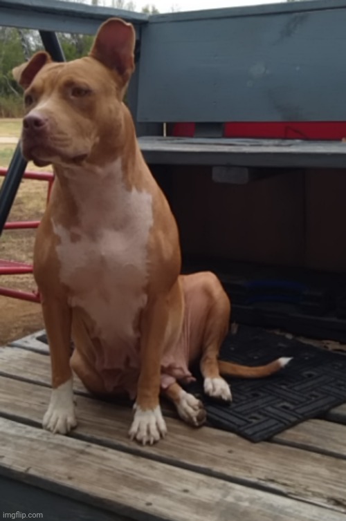 she always comes back | made w/ Imgflip meme maker