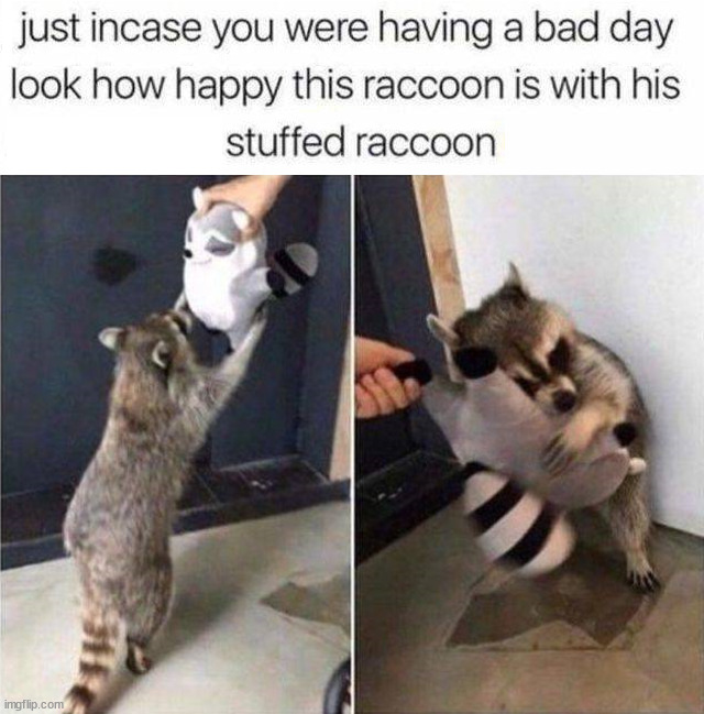 image tagged in wholesome,raccoon | made w/ Imgflip meme maker