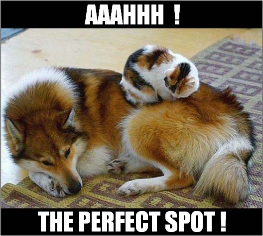 Hiding In Plain Sight ! | AAAHHH  ! THE PERFECT SPOT ! | image tagged in cats,dogs,hiding,camouflage | made w/ Imgflip meme maker