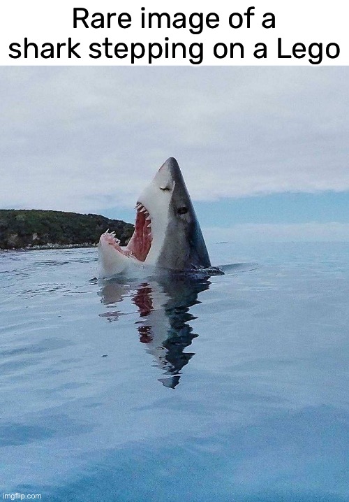 such agony | Rare image of a shark stepping on a Lego | image tagged in funny,lego,meme,shark | made w/ Imgflip meme maker