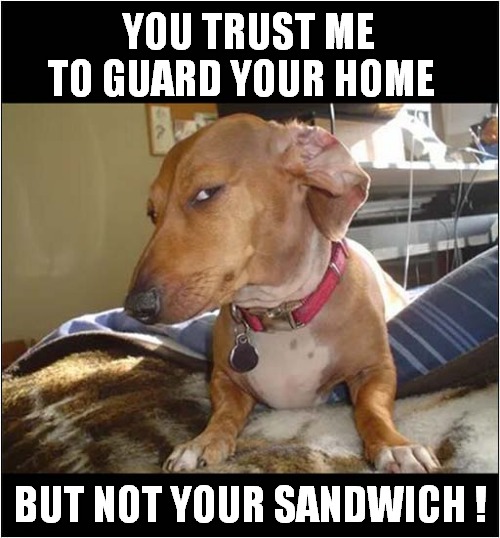 Suspicious Dog ! | YOU TRUST ME TO GUARD YOUR HOME; BUT NOT YOUR SANDWICH ! | image tagged in dogs,suspicious dog | made w/ Imgflip meme maker
