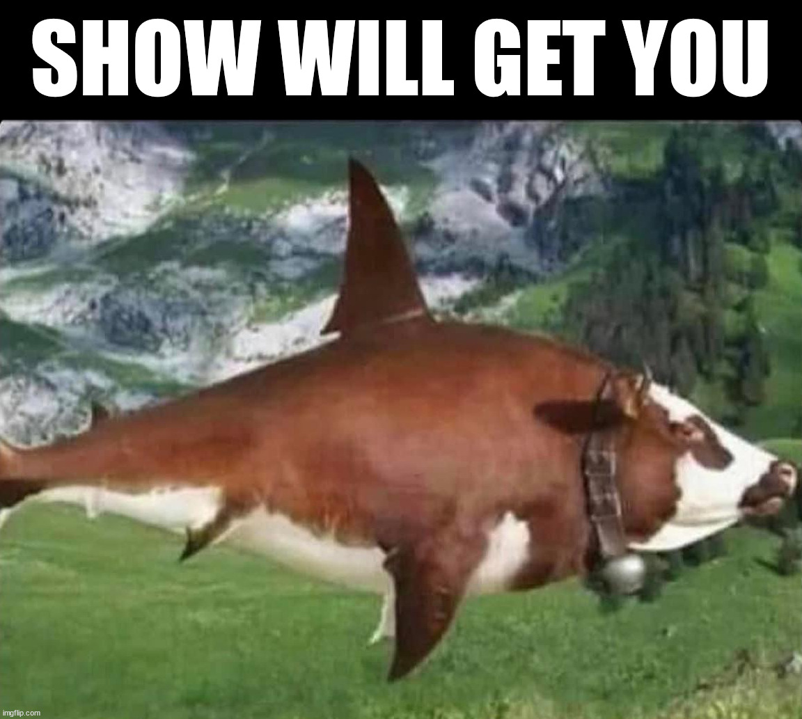 Shark+Cow=Show | SHOW WILL GET YOU | image tagged in cursed image | made w/ Imgflip meme maker