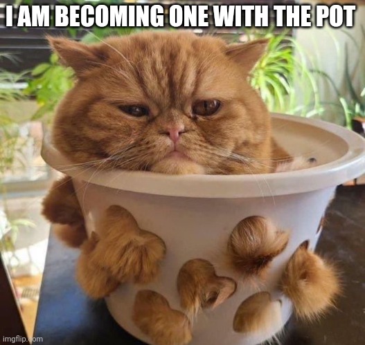 SQUISHING OUT | I AM BECOMING ONE WITH THE POT | image tagged in cats,funny cats | made w/ Imgflip meme maker